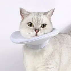 IntiMeg collar protector para gatos - Circunferencia del cuello L 21-32 cm, profundidad 16 cm