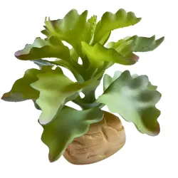 Planta Kalanchoe de decoración para terrarios
