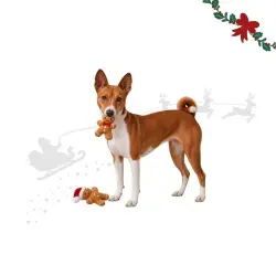 Wonder Christmas Amigos Navideños Jengibre  para perros 2 uds.