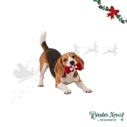 Wonder Christmas Caramelo  para perros 24 x 12 x 4 cm