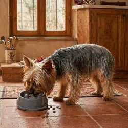 Leeby Comedero Antivoracidad Azul con Relieve de Huella para perros 350 ml