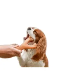 MCBOSON  masticable mediano forma horquilla sabor tocino perros - 1 artículo