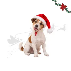 Wonder Christmas Gorro Papa Noel para perros M/L (33 x 17 x 2 cm)
