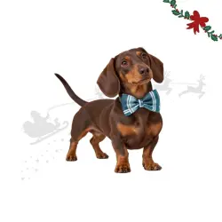 Wonder Christmas Pajarita Navideña Azul para perros 6 x 9 x 0.7 cm