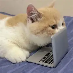 MCBOSON  interactivo para gatos, simula una computadora. - Dos habitaciones