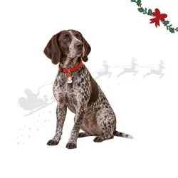 Wonder Christmas Colgante Collar Muñeco Nieve para perros 2 x 1 cm