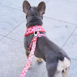 Dukier Correa Diseño Berry Love para perros - L