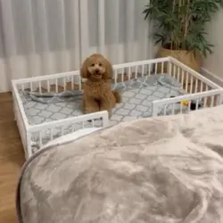 Cama Sofá Para Perros Grandes Wonderwoof, Elevada Hecha De Madera De Haya