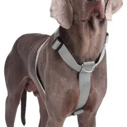 HausPets Arnés acolchado ajustable antitirones perros, talla mediana/grande - Gris (M)