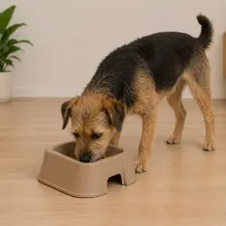 Leeby Comedero Cuadrado Taupe para perros - 1 l