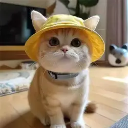 IntiMeg Sombrero para el sol para perros y gatos - Una pieza