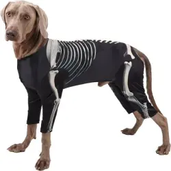IntiMeg Disfraz de esqueleto para perros medianos - Longitud del cuello: 26-34 cm