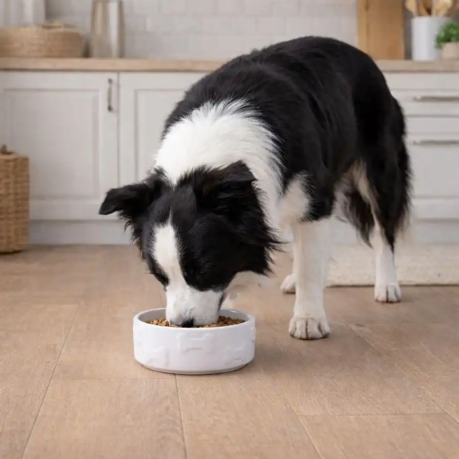 Leeby Comedero de Cerámica Blanco con Relieve de Huesos para perros 2.3 L - Leeby - Comparador de precios