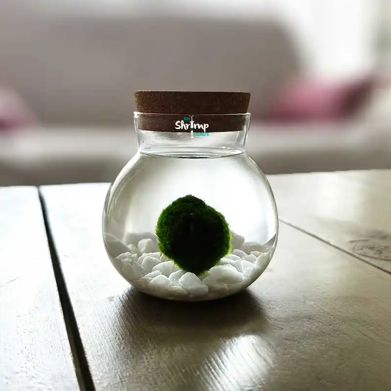 My Shrimp House Kit Terrario Marimo para peces - My Shrimp House - Comparador de precios