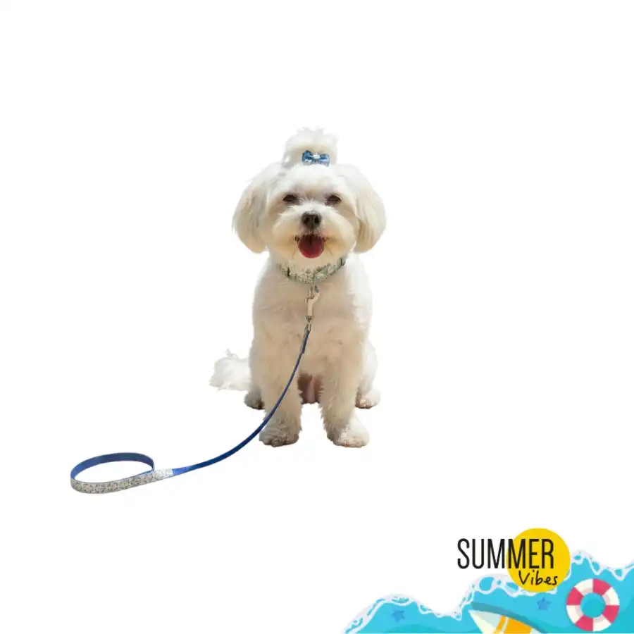 Summer Vibes Pack Correa y Collar Dolce Vita para perros - M (120 x 33-51 x 2 cm - Summer Vibes - Comparador de precios