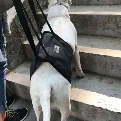 IntiMeg Arnés para levantar perros - METRO - IntiMeg - Comparador de precios