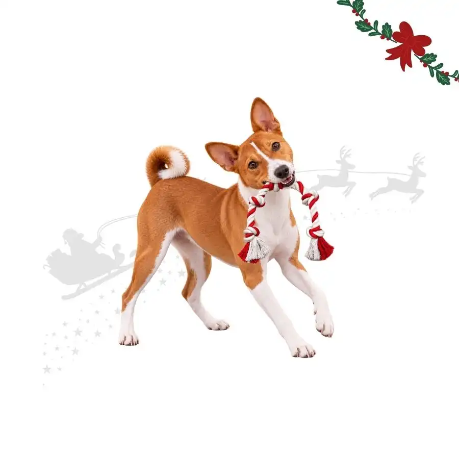Wonder Christmas Cuerda Forma Caramelo  para perros - 75 x 6 x 5 cm - Wonder Christmas - Comparador de precios