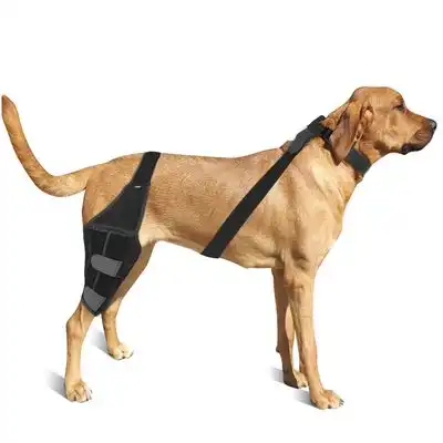 IntiMeg Cinturón de sujeción para las patas traseras del perro - Una pieza - IntiMeg - Comparador de precios