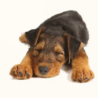 Tarjeta Airedale durmiendo