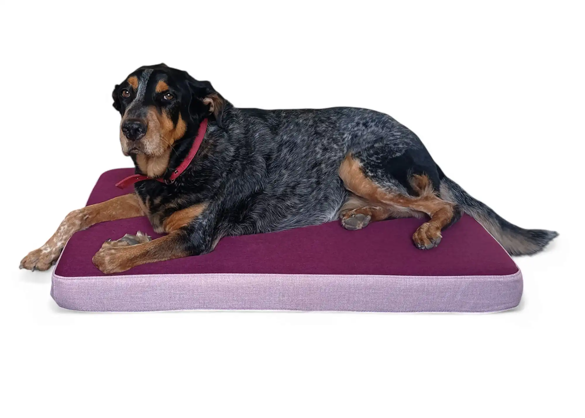 MAXTIN Cama Lulu Rosa para perros - 80 x 60 x 8,5cm - Maxtin - Comparador de precios