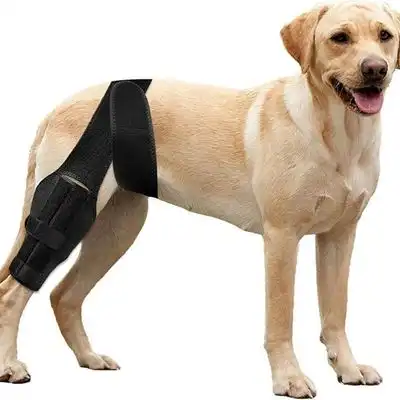 HausPets Rodillera para patas traseras de perro - Antilamido, Soporte - Negro - HausPets - Comparador de precios