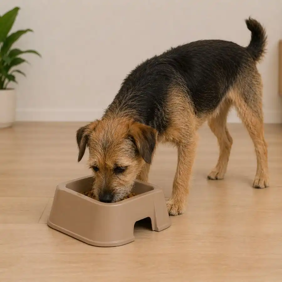 Leeby Comedero Cuadrado Taupe para perros - 1 L - Leeby - Comparador de precios
