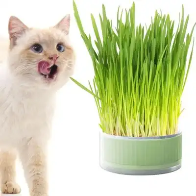 ZooVenture Maceta para hierba gatera 12*12*5 cm - 12*12*5 cm - Zooventure - Comparador de precios
