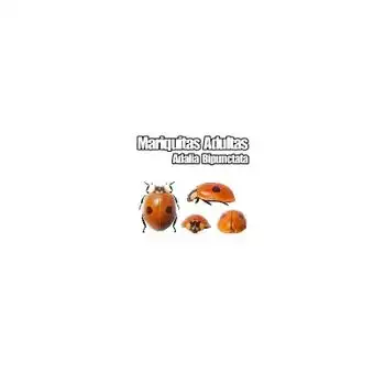 Mariquita De Dos Puntos (adalia Bipunctata)