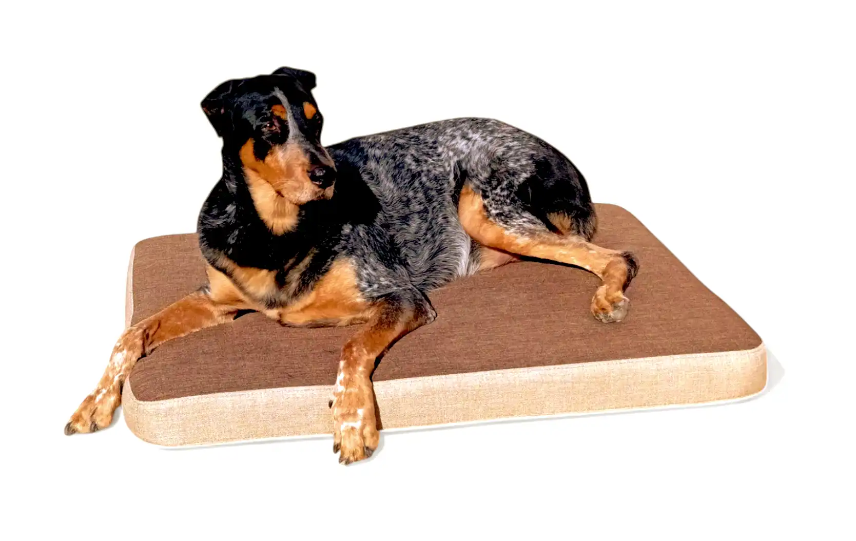 MAXTIN CAMA VISCOLÁSTICA MARRÓN PARA PERROS - 110x75x10 cm - Maxtin - Comparador de precios