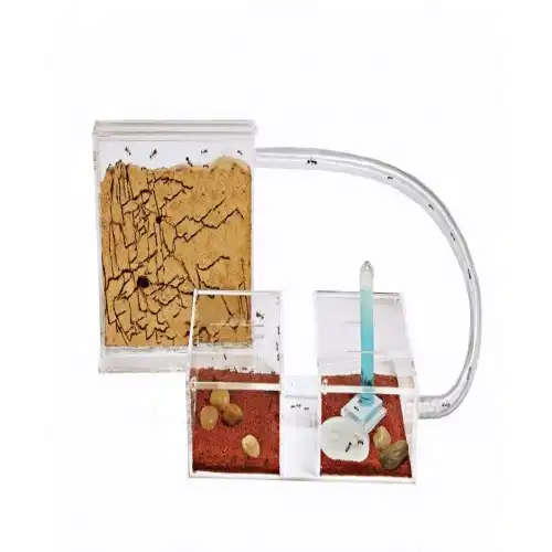 Kits hormiguero Sándwich-Acri pequeño - Anthouse - Comparador de precios